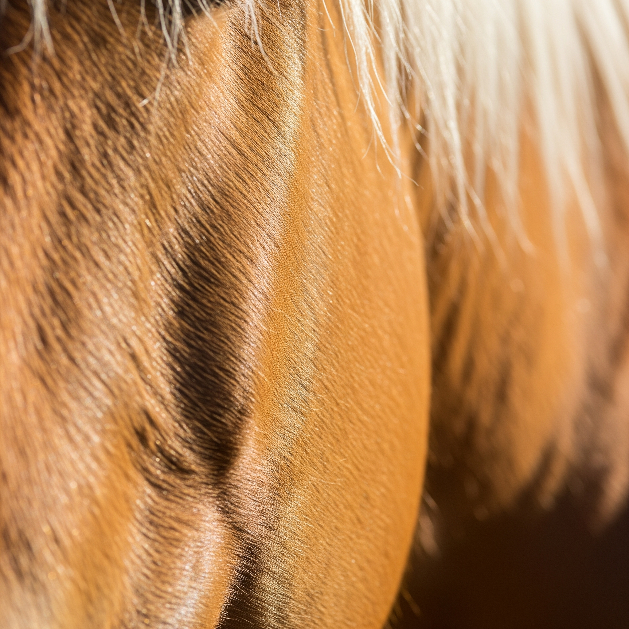 Haut- und Fellprobleme beim Pferd